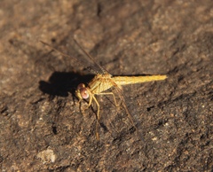 Crocothemis sanguinolenta