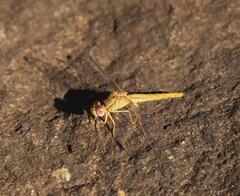 Crocothemis sanguinolenta