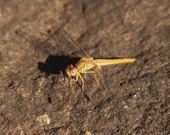 Crocothemis sanguinolenta