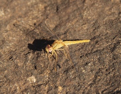 Crocothemis sanguinolenta