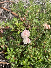 Eriogonum parvifolium
