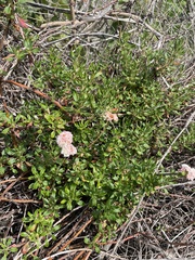 Eriogonum parvifolium