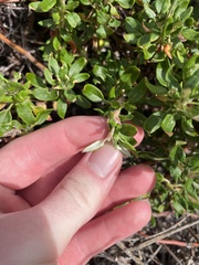 Eriogonum parvifolium