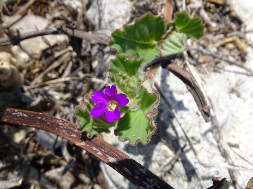 Image of Okenia hypogaea by (c) Alexis López Hernández, some rights reserved (CC BY)