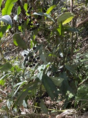 Ardisia virens