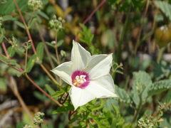 Distimake dissectus dissectus