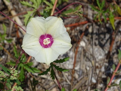 Distimake dissectus dissectus