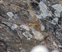 Crocothemis sanguinolenta