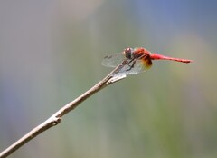 Aethriamanta nymphaeae