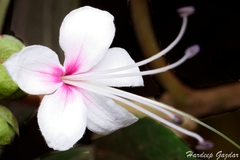 Clerodendrum infortunatum