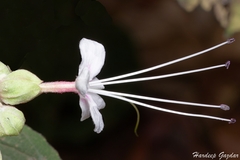 Clerodendrum infortunatum