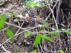 Pomatorhinus musicus