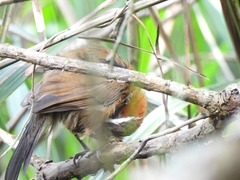 Pomatorhinus musicus