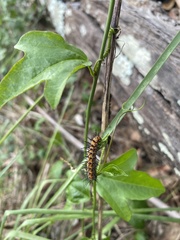 Acraea andromacha