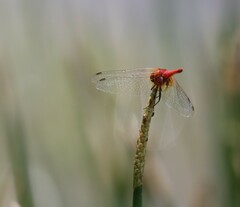 Aethriamanta nymphaeae