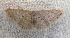 Idaea philocosma