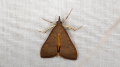 Uresiphita ornithopteralis