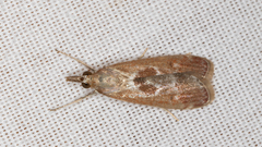 Syntonarcha iriastis