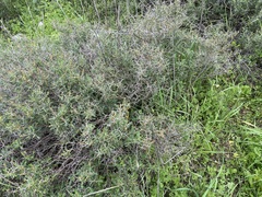 Sarcopoterium spinosum