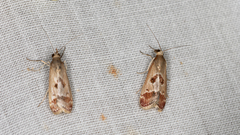 Syntonarcha iriastis