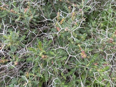 Sarcopoterium spinosum