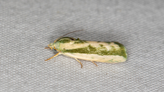 Earias huegeliana