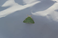 Thetidia smaragdaria