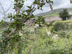 Clematis