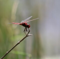 Urothemis aliena