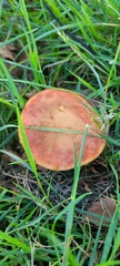 Xerocomellus ripariellus