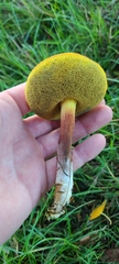 Xerocomellus ripariellus