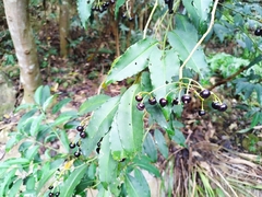 Ardisia virens