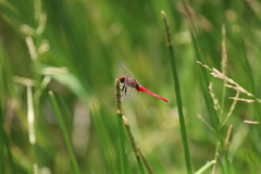 Rhodothemis lieftincki