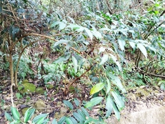Ardisia virens