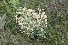 Leontice ewersmannii