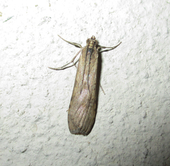 Nomophila noctuella