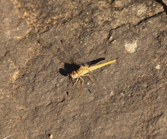 Crocothemis sanguinolenta