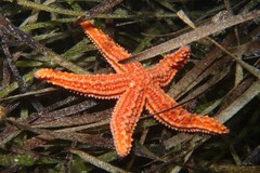 Uniophora granifera