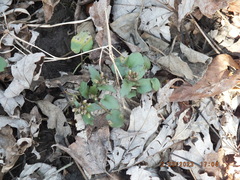 Cardamine douglassii