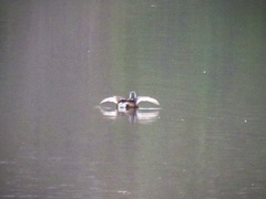 Podilymbus podiceps