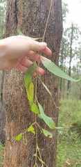Eucalyptus radiata radiata