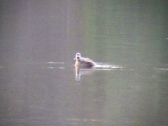 Podilymbus podiceps