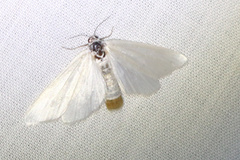 Tipanaea patulella