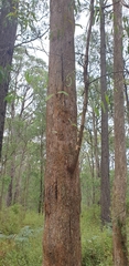 Eucalyptus radiata radiata