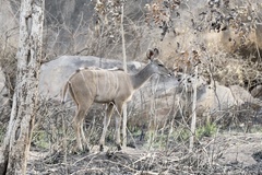 Tragelaphus strepsiceros cottoni