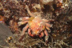 Schizophrys rufescens