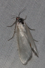 Tipanaea patulella