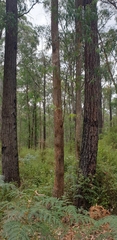 Eucalyptus radiata radiata