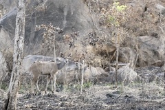 Tragelaphus strepsiceros cottoni
