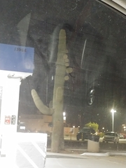 Carnegiea gigantea